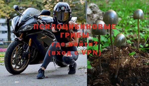 стаф Кущёвская